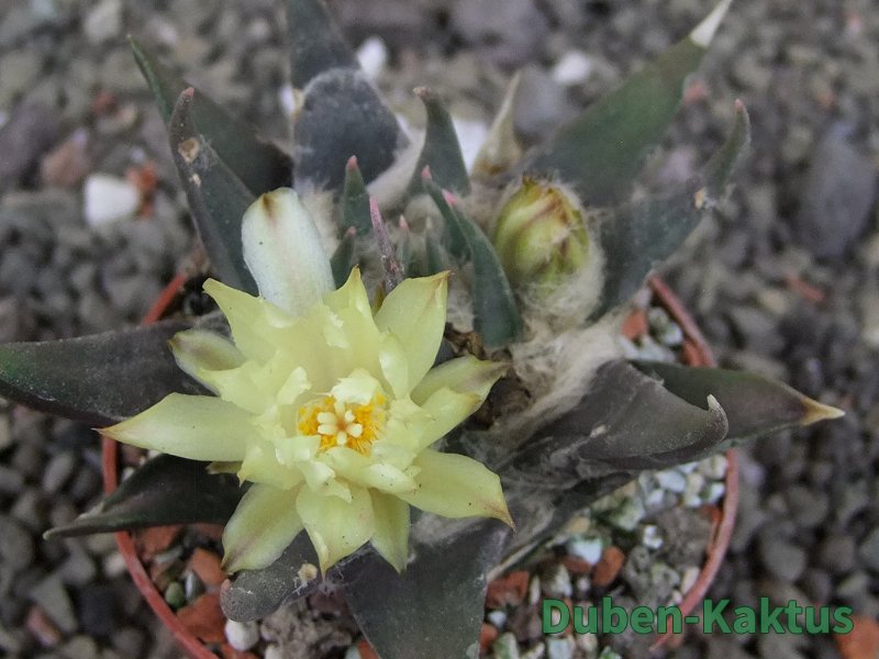 Ariocarpus trigonus elongatus San Antonio 6,5 cm - 12409333