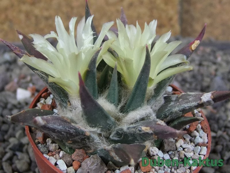 Ariocarpus trigonus elongatus San Antonio 6,5 cm - 12409341