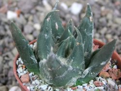 Ariocarpus trigonus elongatus San Antonio 5,5 cm