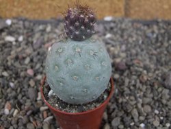 Tephrocactus geometricus, pot 5,5 cm
