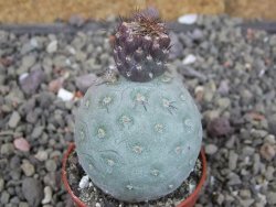 Tephrocactus geometricus, pot 5,5 cm - 12409376