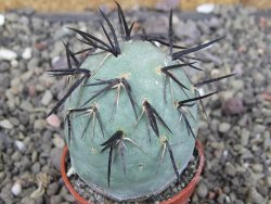 Tephrocactus geometricus, pot 5,5 cm