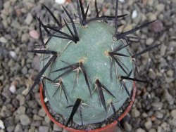Tephrocactus geometricus, pot 5,5 cm - 12409378