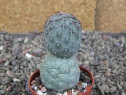 Tephrocactus geometricus, pot 5,5 cm - 12409382