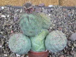 Tephrocactus geometricus, pot 5,5 cm