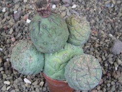 Tephrocactus geometricus, pot 5,5 cm - 12409384