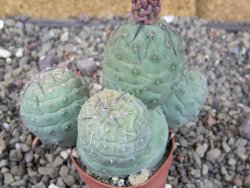 Tephrocactus geometricus, pot 5,5 cm - 12409385