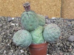 Tephrocactus geometricus, pot 5,5 cm - 12409386