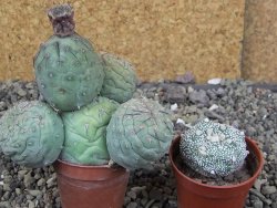 Tephrocactus geometricus, pot 5,5 cm - 12409387
