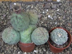 Tephrocactus geometricus, pot 5,5 cm - 12409388