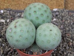 Tephrocactus geometricus, pot 5,5 cm - 12409390
