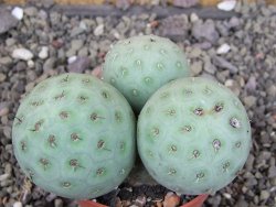 Tephrocactus geometricus, pot 5,5 cm - 12409393