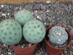 Tephrocactus geometricus, pot 5,5 cm - 12409394