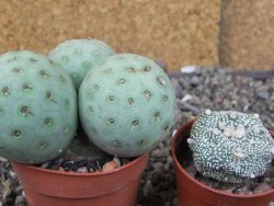 Tephrocactus geometricus, pot 5,5 cm - 12409395
