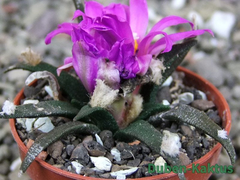 Ariocarpus agavoides pot 5,5 cm cites IA - 12409399