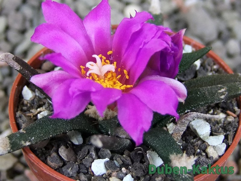 Ariocarpus agavoides pot 5,5 cm cites IA - 12409400