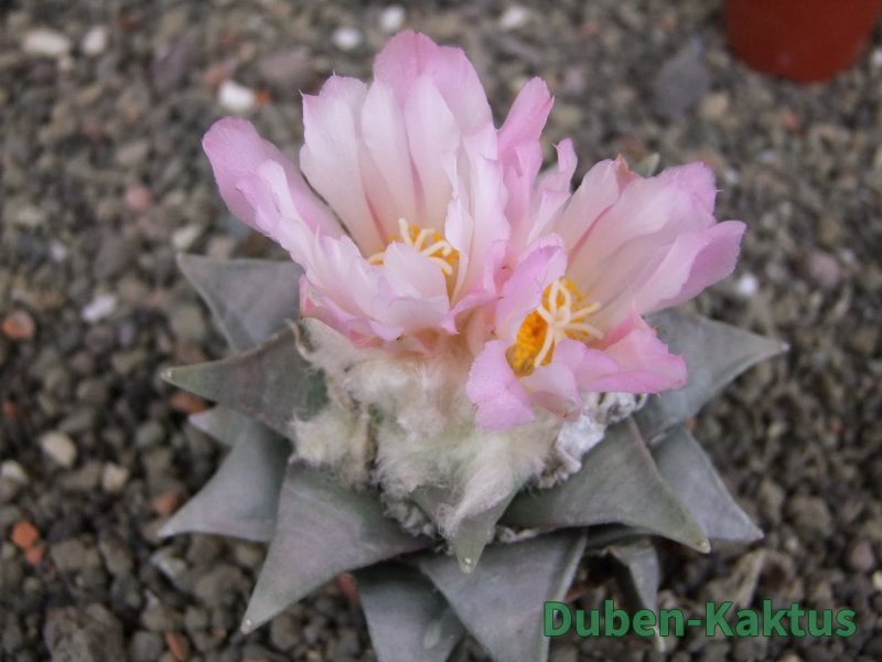 Ariocarpus retusus 8 cm cites IA - 12409415