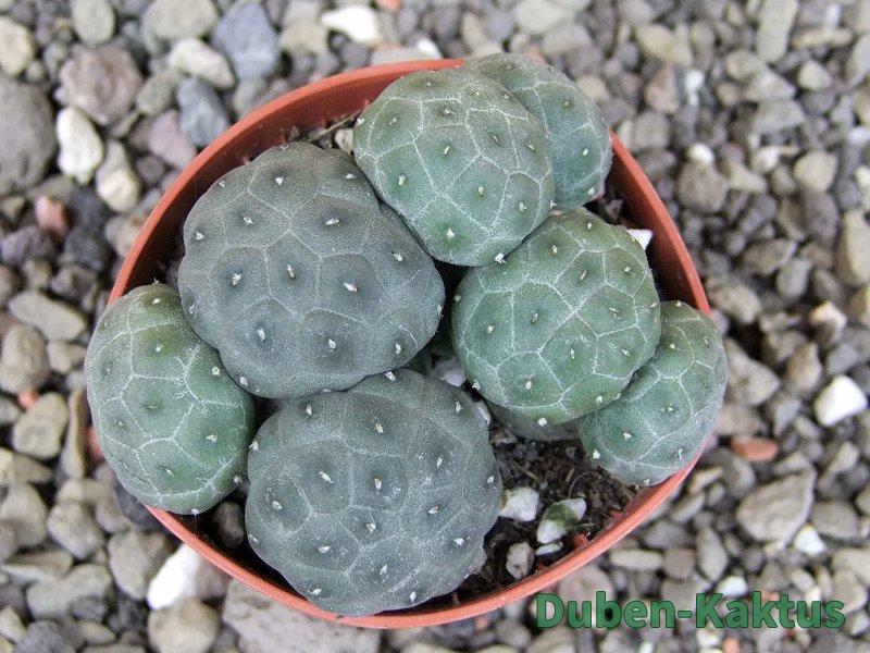 Puna bonniae inermis, pot 5,5 cm - 12409422