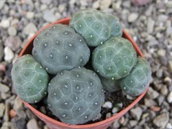 Puna bonniae inermis, pot 5,5 cm - 12409421