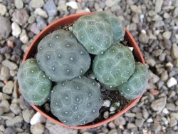 Puna bonniae inermis, pot 5,5 cm