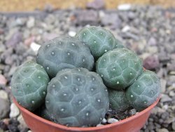 Puna bonniae inermis, pot 5,5 cm - 12409423