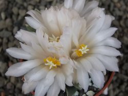 Ariocarpus retusus scapharostroides El Sabinito MM154 pot 5,5 cm - 12409434