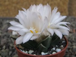 Ariocarpus retusus scapharostroides El Sabinito MM154 pot 5,5 cm - 12409435
