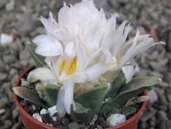 Ariocarpus retusus scapharostroides El Sabinito MM154 pot 5,5 cm - 12409437