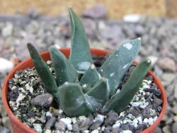 Ariocarpus retusus scapharostroides El Sabinito MM154 pot 5,5 cm - 12409425