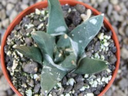 Ariocarpus retusus scapharostroides El Sabinito MM154 pot 5,5 cm - 12409426
