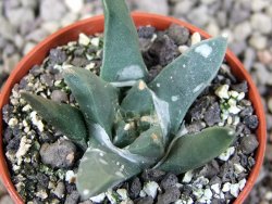 Ariocarpus retusus scapharostroides El Sabinito MM154 pot 5,5 cm - 12409427