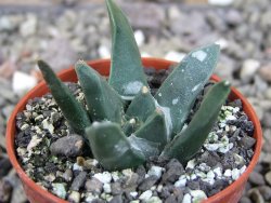 Ariocarpus retusus scapharostroides El Sabinito MM154 pot 5,5 cm - 12409428