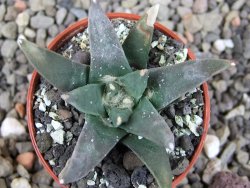 Ariocarpus retusus scapharostroides El Sabinito MM154 pot 5,5 cm - 12409430