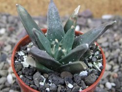 Ariocarpus retusus scapharostroides El Sabinito MM154 pot 5,5 cm - 12409431