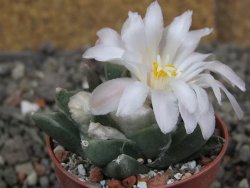 Ariocarpus retusus scapharostroides Vila Juarez pot 5,5 cm - 12409440