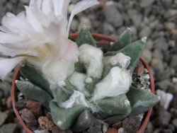 Ariocarpus retusus scapharostroides Vila Juarez pot 5,5 cm - 12409442