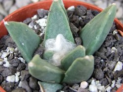 Ariocarpus retusus scapharostroides Vila Juarez pot 5,5 cm - 12409444