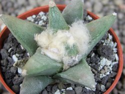 Ariocarpus retusus scapharostroides Vila Juarez pot 5,5 cm