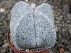 Astrophytum coahuilense quadricostatum, pot 5,5 cm - 12409451