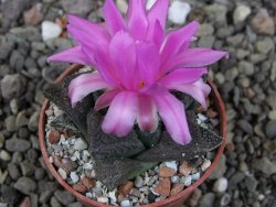 Ariocarpus fissuratus pot 5,5 cm Cuatro Cienegas - 12409453