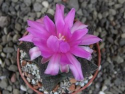 Ariocarpus fissuratus pot 5,5 cm Cuatro Cienegas - 12409454