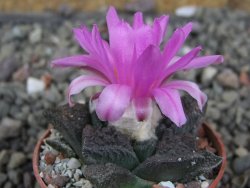 Ariocarpus fissuratus pot 5,5 cm Cuatro Cienegas - 12409455