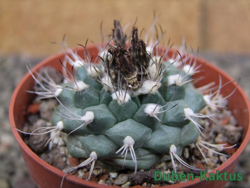 Turbinicarpus swobodae, pot 6,5 cm cites IA - 12409475