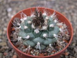 Turbinicarpus swobodae, pot 6,5 cm cites IA - 12409474