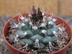 Turbinicarpus swobodae, pot 6,5 cm cites IA