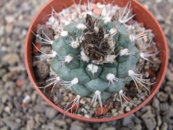 Turbinicarpus swobodae, pot 6,5 cm cites IA - 12409476