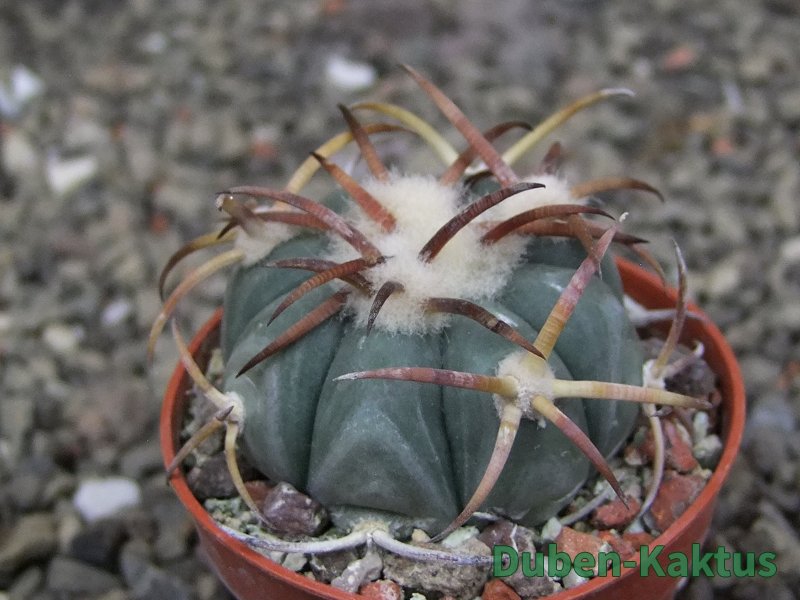 Echinocactus horizonthalonius Jacales, pot 5,5 cm - 12409479