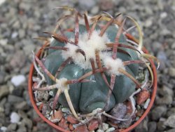 Echinocactus horizonthalonius Jacales, pot 5,5 cm - 12409477