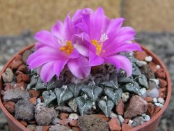 Ariocarpus kotschoubeyanus sladkovskii Rio Verde pot 6,5 cm - 12409482