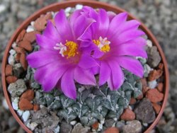 Ariocarpus kotschoubeyanus sladkovskii Rio Verde pot 6,5 cm